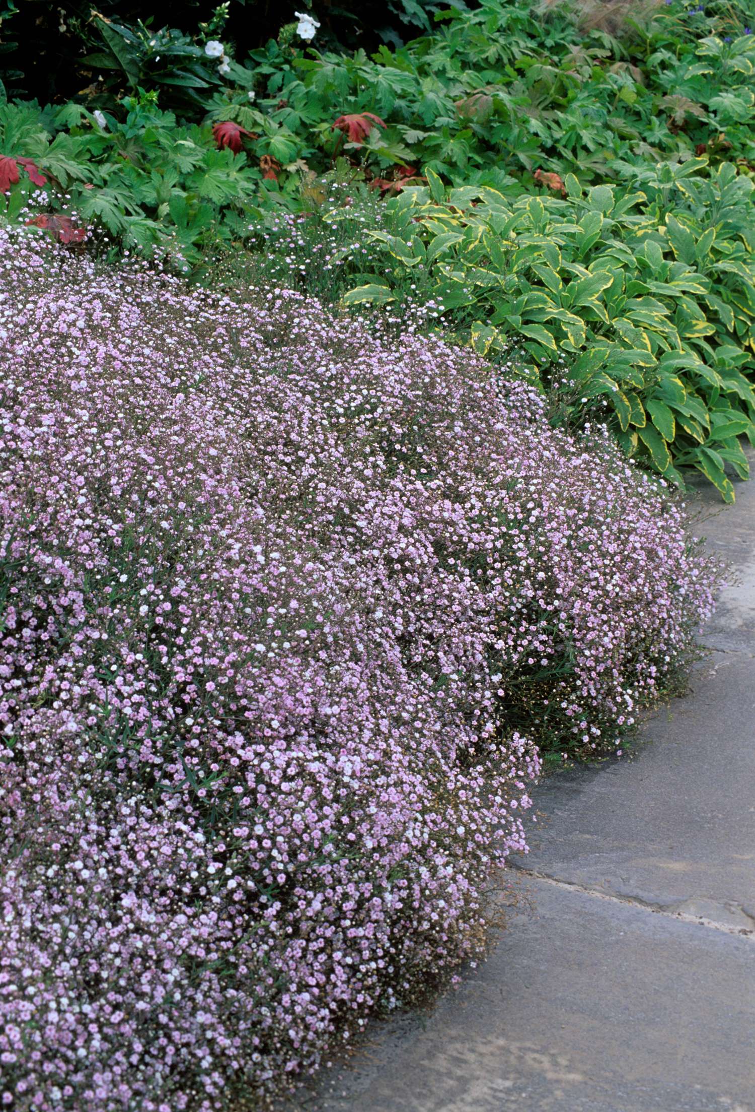 Morsiusharso 'Pacifica'